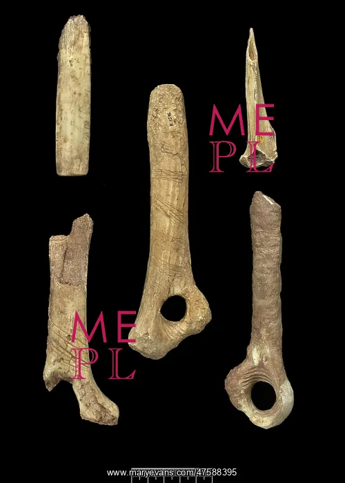 : Gough's Cave artefacts : Gough's Cave artefacts