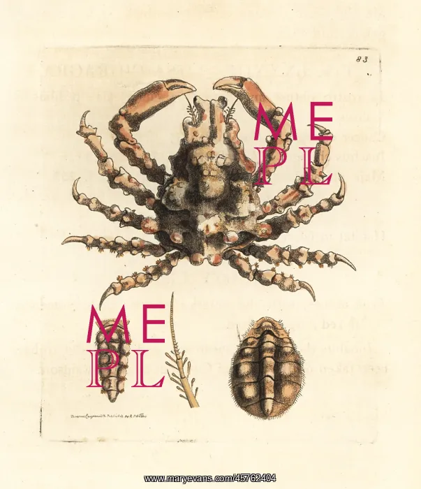 : Gouty lissa crab, Lissa chiragra : Gouty lissa crab, Lissa chiragra