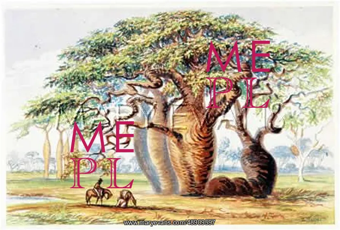 : GOUTY-STEM TREES : GOUTY-STEM TREES