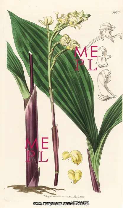 : Govenia utriculata orchid : Govenia utriculata orchid