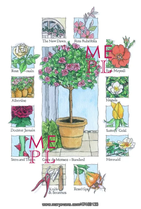 : Grace de Monaco rose in a pot : Grace de Monaco rose in a pot