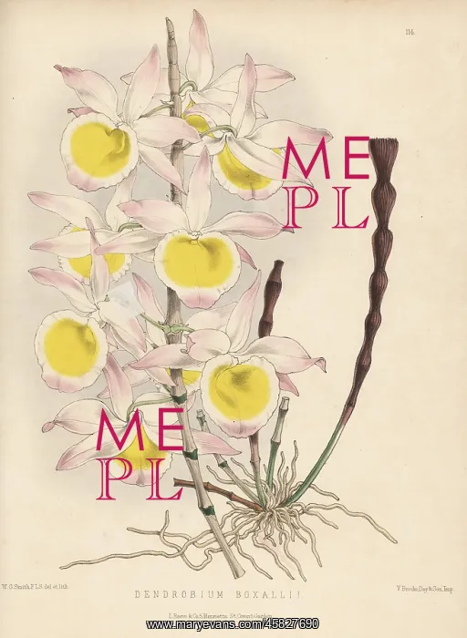 : Very graceful dendrobium orchid, Dendrobium gratiosissimum : Very graceful dendrobium orchid, Dendrobium gratiosissimum