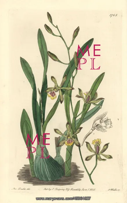 : Graceful epidendrum orchid, Encyclia gracilis : Graceful epidendrum orchid, Encyclia gracilis