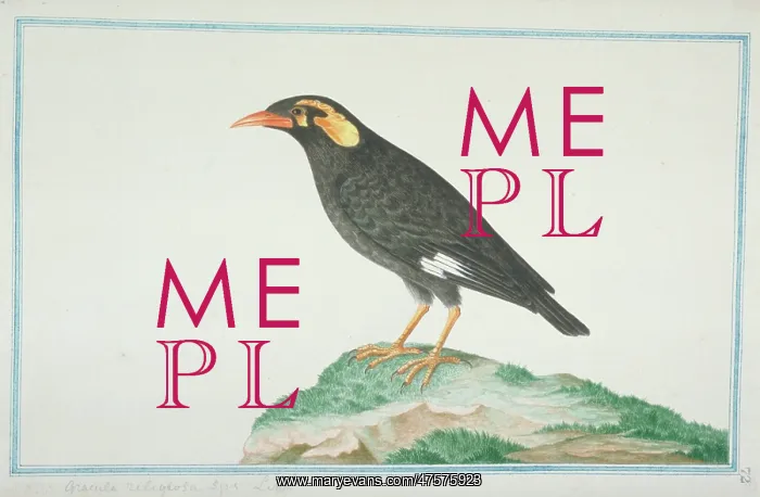 : Gracula religiosa, hill myna : Gracula religiosa, hill myna