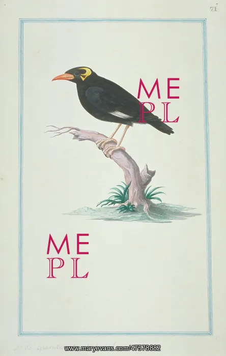 : Gracula religiosa, hill myna : Gracula religiosa, hill myna