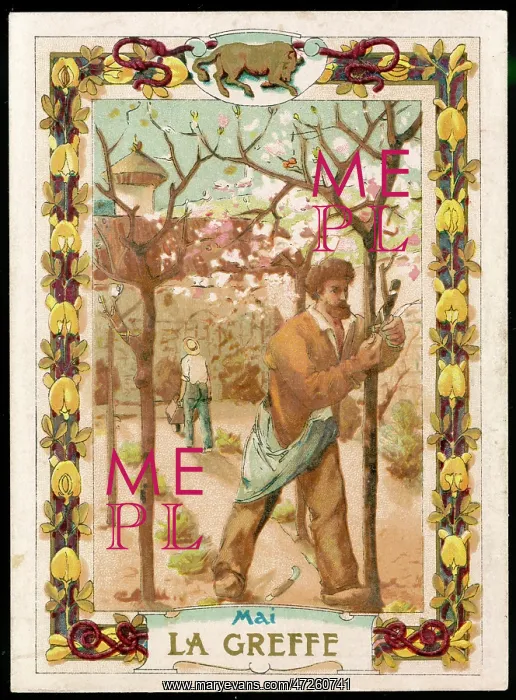  : GRAFTING A TREE