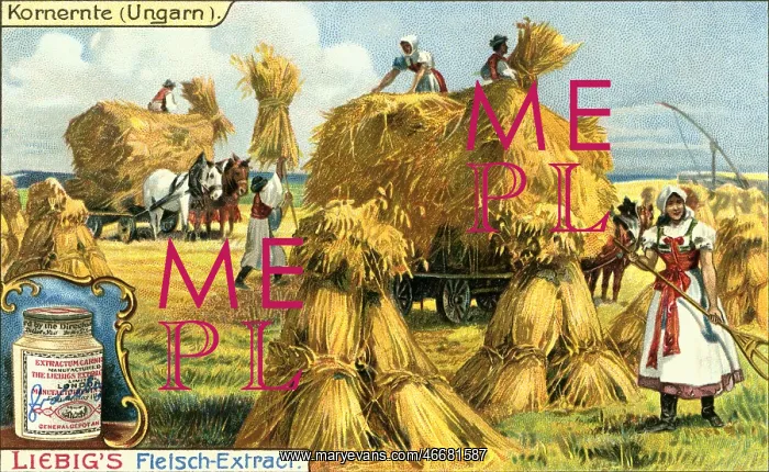 : Grain harvest : Grain harvest
