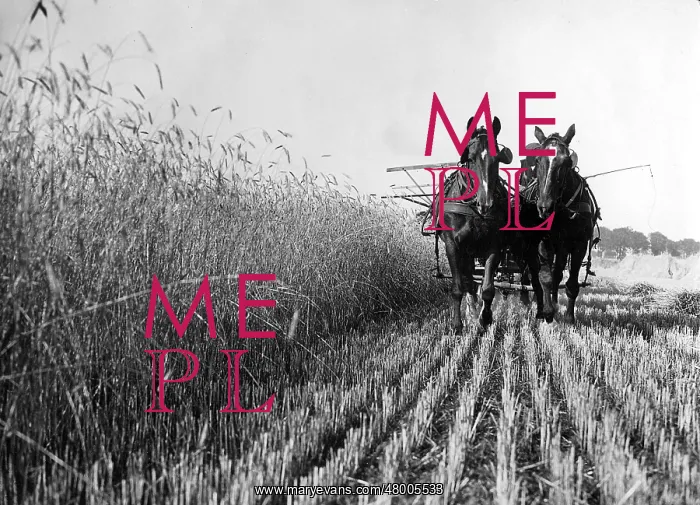 : Grain harvest in Pomerania, 1934 : Grain harvest in Pomerania, 1934
