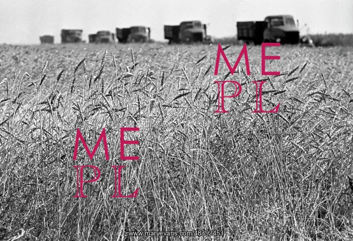 : Grain harvesting, 1969 : Grain harvesting, 1969