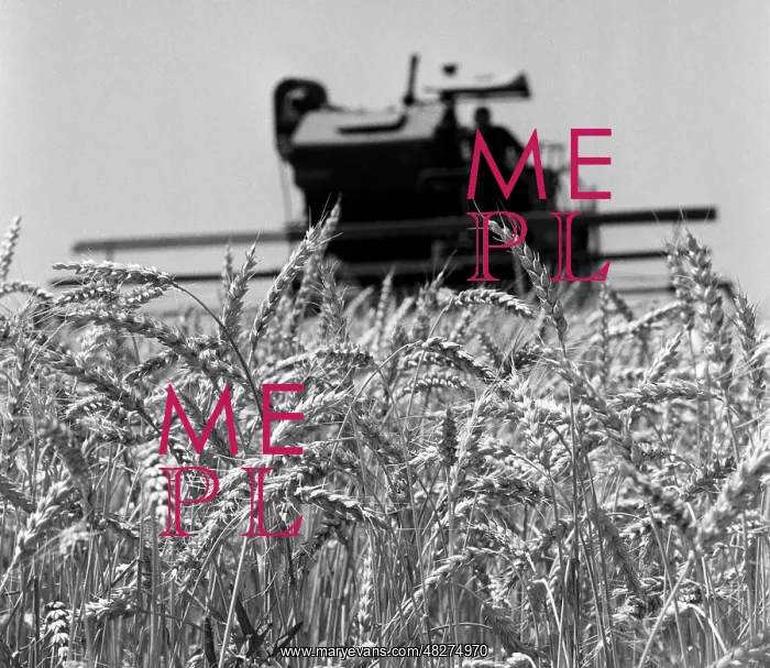 : Grain harvesting, 1970 : Grain harvesting, 1970