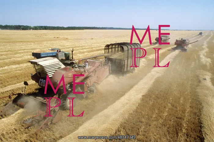 : Grain harvesting, 1979 : Grain harvesting, 1979