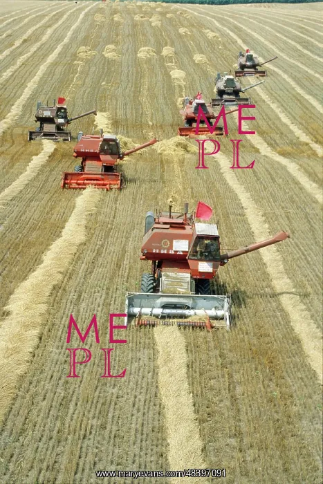: Grain harvesting, 1979 : Grain harvesting, 1979