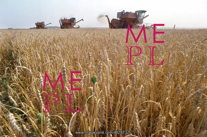 : Grain harvesting, 1988 : Grain harvesting, 1988