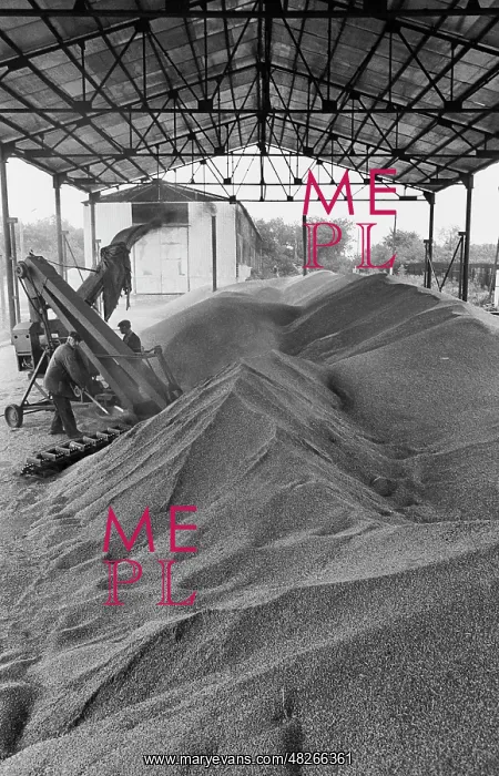 : Grain harvesting, 1990 : Grain harvesting, 1990