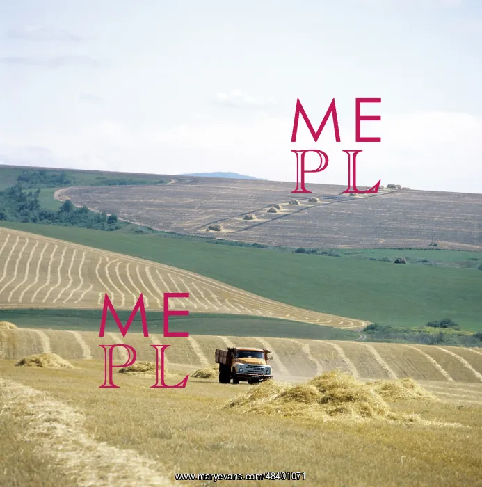 : Grain harvesting in Altai, 1982 : Grain harvesting in Altai, 1982