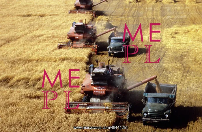 : Grain harvesting in Bashkiria, 1983 : Grain harvesting in Bashkiria, 1983