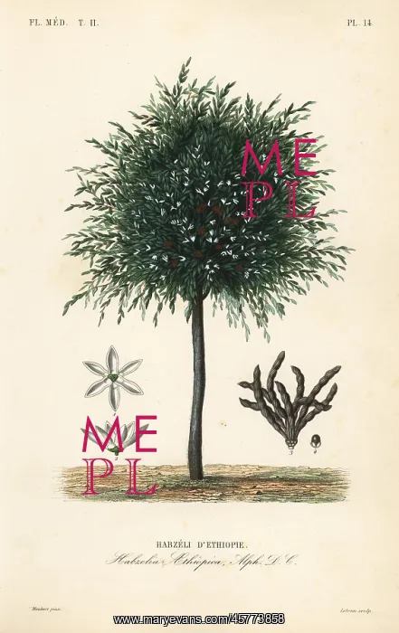 : Grains of Selim tree, Xylopia aethiopica : Grains of Selim tree, Xylopia aethiopica