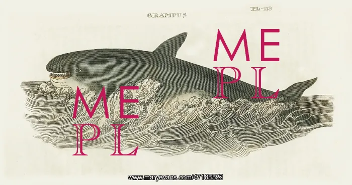  : GRAMPUS WHALE