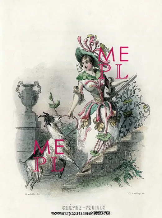 : Grandville Honeysuckle : Grandville Honeysuckle
