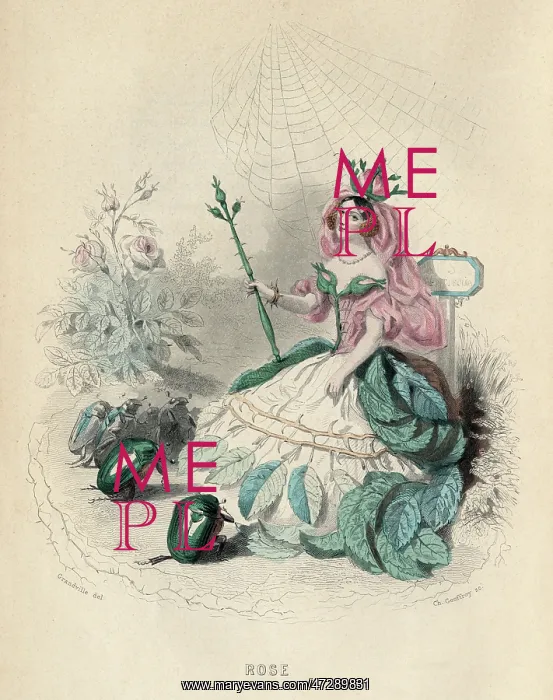  : Grandville Rose 1847