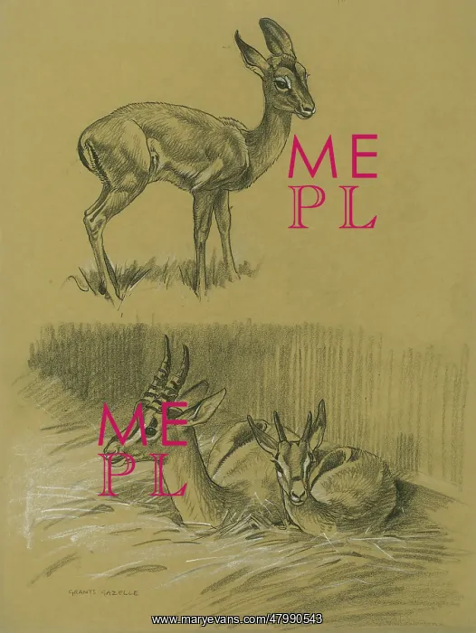  : Grants Gazelle & young Impala