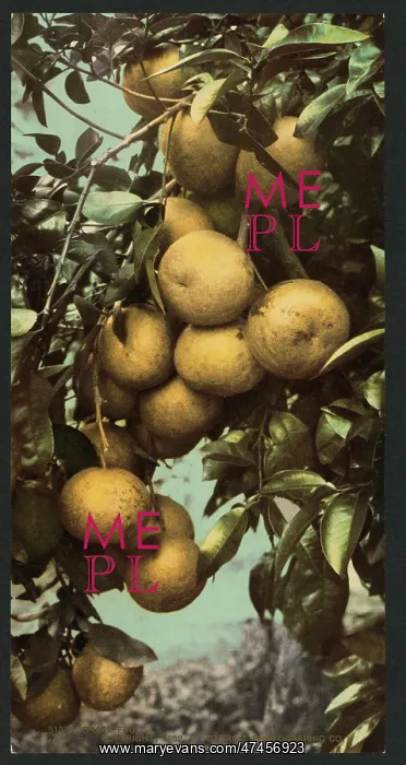  : Grape fruit