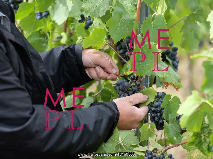 : Grape harvest, Chateau de Javernand, Chiroubles, Beaujolais : Grape harvest, Chateau de Javernand, Chiroubles, Beaujolais