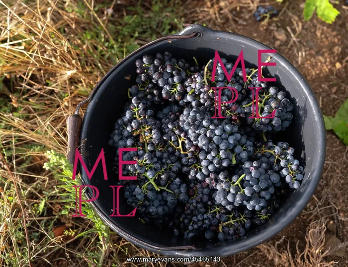 : Grape harvest, Chateau de Javernand, Chiroubles, Beaujolais : Grape harvest, Chateau de Javernand, Chiroubles, Beaujolais