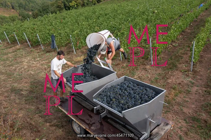  : Grape harvest, Chateau de Javernand, Chiroubles, Beaujolais