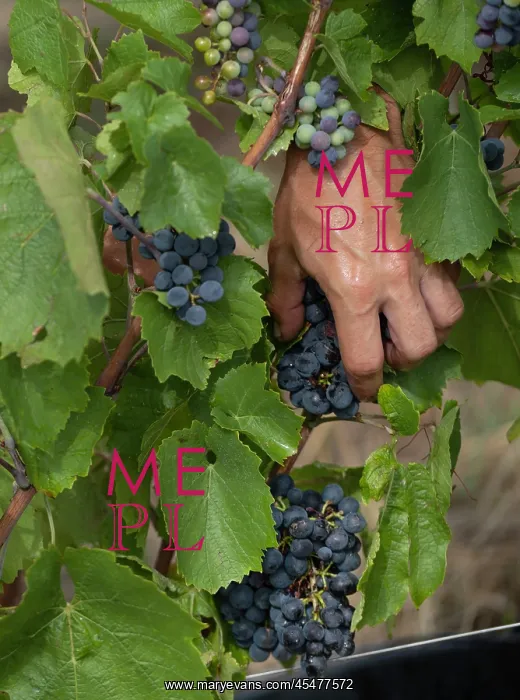 : Grape harvest, Chateau de Javernand, Chiroubles, Beaujolais : Grape harvest, Chateau de Javernand, Chiroubles, Beaujolais