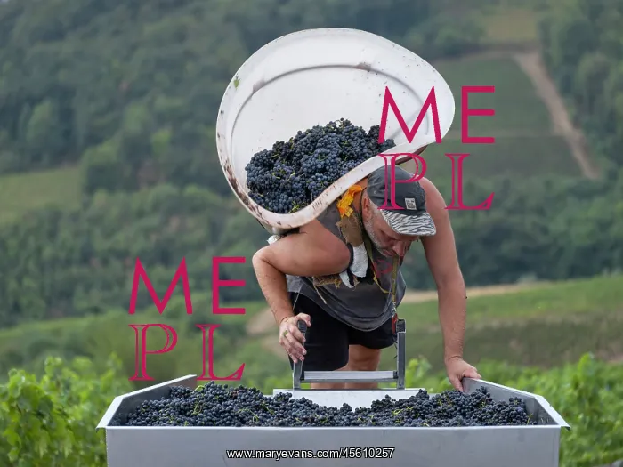 : Grape harvest, Chateau de Javernand, Chiroubles, Beaujolais : Grape harvest, Chateau de Javernand, Chiroubles, Beaujolais