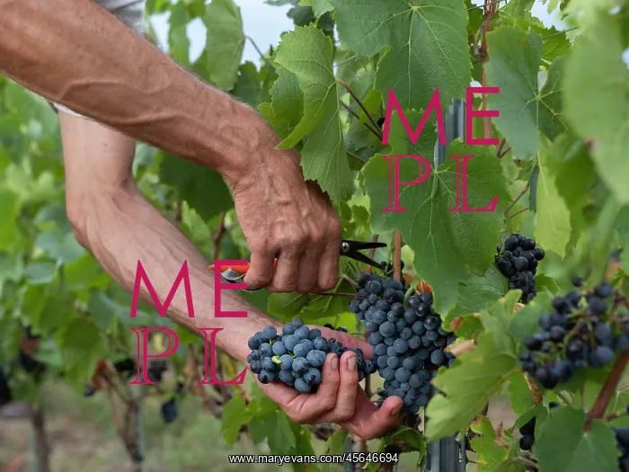 : Grape harvest, Chateau de Javernand, Chiroubles, Beaujolais : Grape harvest, Chateau de Javernand, Chiroubles, Beaujolais