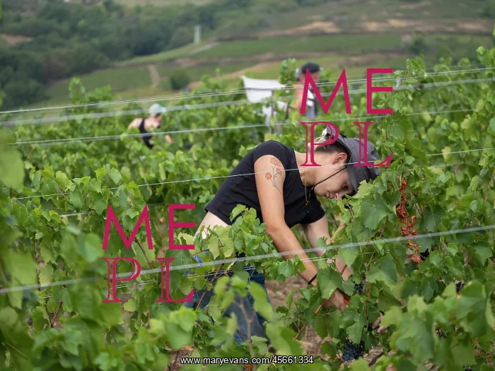 : Grape harvest, Chateau de Javernand, Chiroubles, Beaujolais : Grape harvest, Chateau de Javernand, Chiroubles, Beaujolais