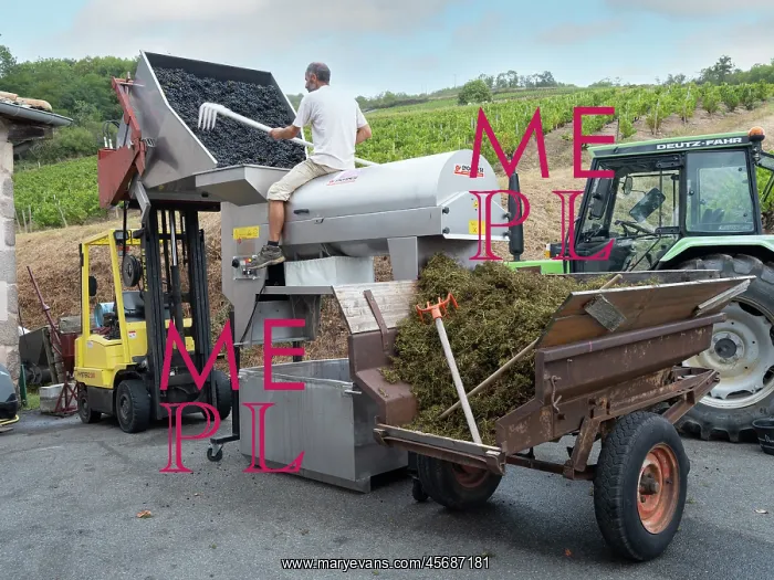 : Grape harvest, Chateau de Javernand, Chiroubles, Beaujolais : Grape harvest, Chateau de Javernand, Chiroubles, Beaujolais