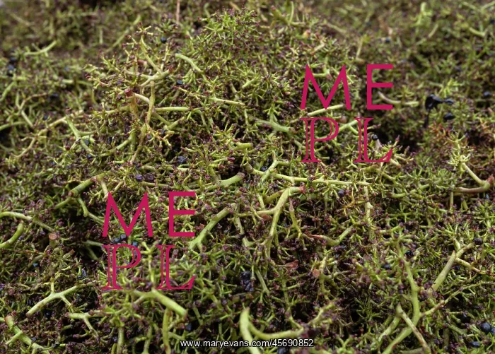 : Grape harvest, Chateau de Javernand, Chiroubles, Beaujolais : Grape harvest, Chateau de Javernand, Chiroubles, Beaujolais