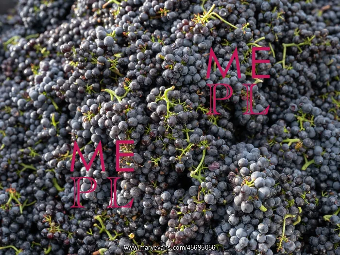 : Grape harvest, Chateau de Javernand, Chiroubles, Beaujolais : Grape harvest, Chateau de Javernand, Chiroubles, Beaujolais