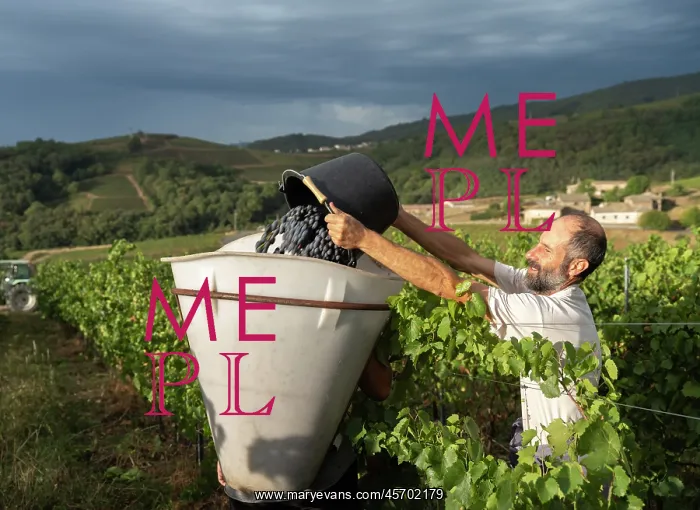 : Grape harvest, Chateau de Javernand, Chiroubles, Beaujolais : Grape harvest, Chateau de Javernand, Chiroubles, Beaujolais