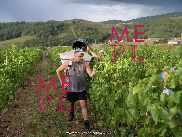 : Grape harvest, Chateau de Javernand, Chiroubles, Beaujolais : Grape harvest, Chateau de Javernand, Chiroubles, Beaujolais