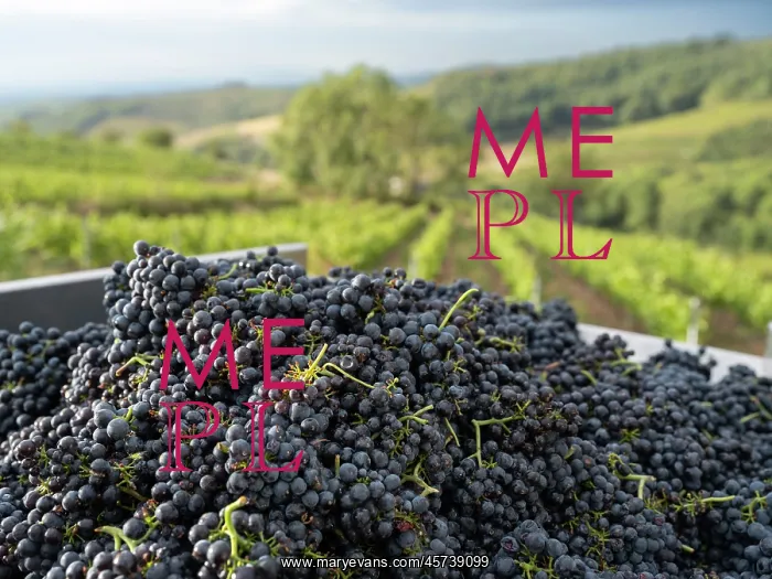 : Grape harvest, Chateau de Javernand, Chiroubles, Beaujolais : Grape harvest, Chateau de Javernand, Chiroubles, Beaujolais