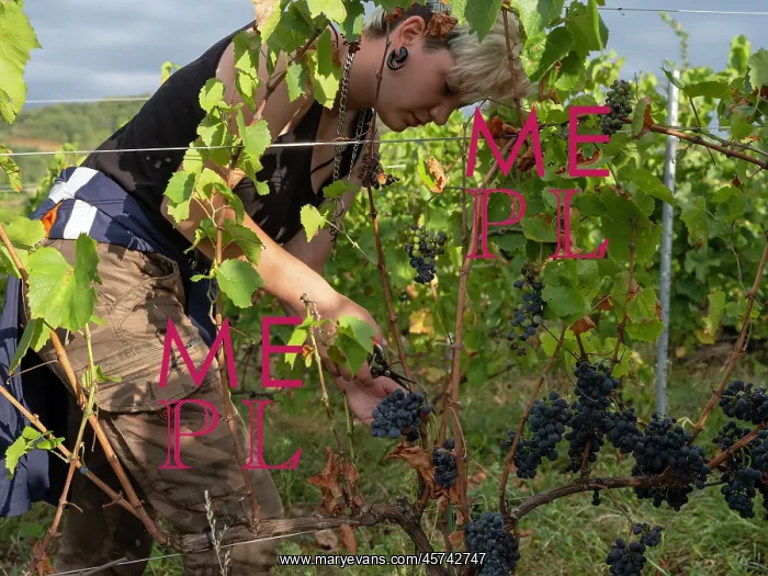 : Grape harvest, Chateau de Javernand, Chiroubles, Beaujolais : Grape harvest, Chateau de Javernand, Chiroubles, Beaujolais