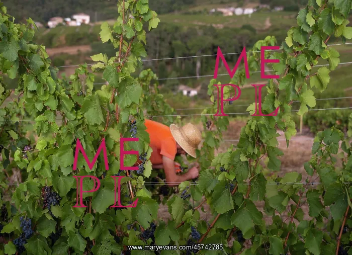 : Grape harvest, Chateau de Javernand, Chiroubles, Beaujolais : Grape harvest, Chateau de Javernand, Chiroubles, Beaujolais