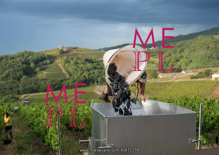 : Grape harvest, Chateau de Javernand, Chiroubles, Beaujolais : Grape harvest, Chateau de Javernand, Chiroubles, Beaujolais