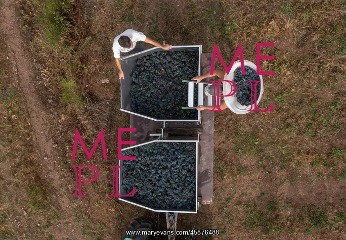 : Grape harvest, Chateau de Javernand, Chiroubles, Beaujolais : Grape harvest, Chateau de Javernand, Chiroubles, Beaujolais
