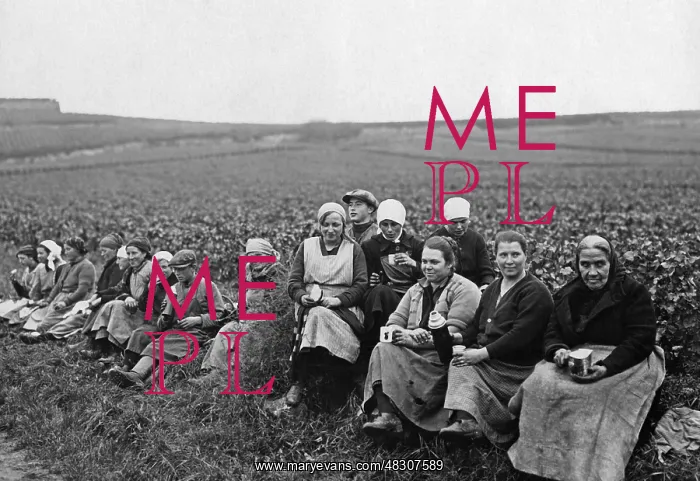 : Grape harvest in Durkheim, 1926 : Grape harvest in Durkheim, 1926