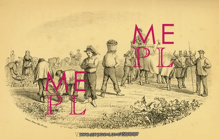 : THE GRAPE HARVEST, MEDOC : THE GRAPE HARVEST, MEDOC