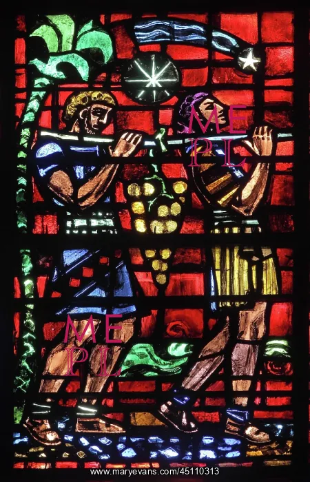 : Grape harvest, stained glass window, Cathedrale : Grape harvest, stained glass window, Cathedrale
