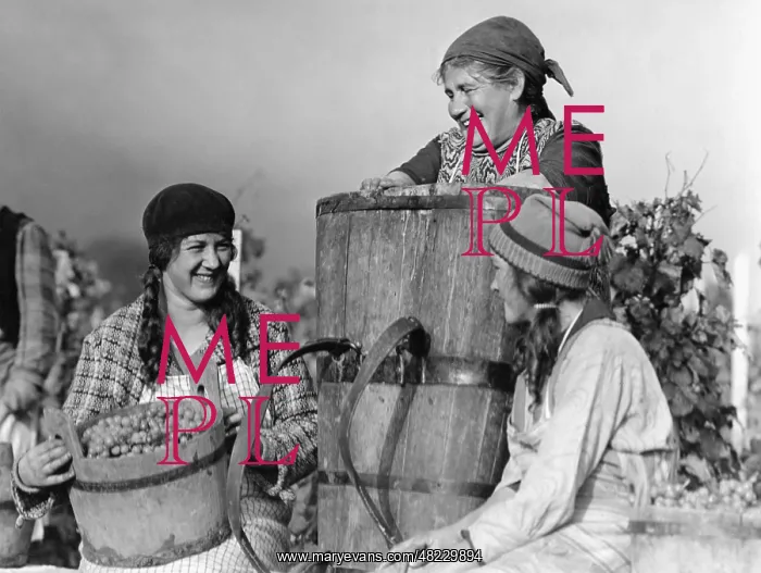 : Grape harvest in Switzerland, 1930 : Grape harvest in Switzerland, 1930