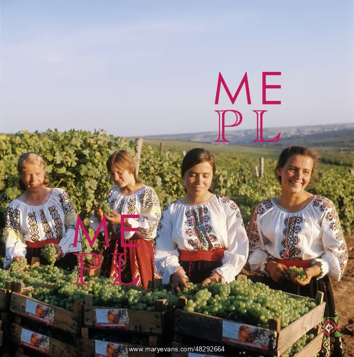 : Grape harvesting, 1974 : Grape harvesting, 1974