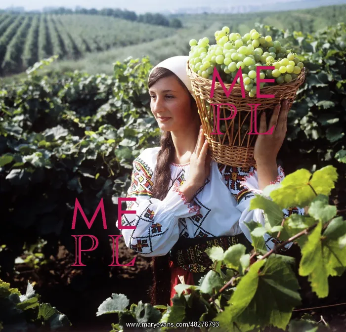 : Grape harvesting in Moldova, 1982 : Grape harvesting in Moldova, 1982