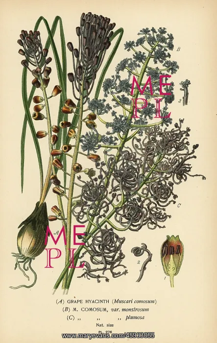 : Grape hyacinth, Leopoldia comosa : Grape hyacinth, Leopoldia comosa